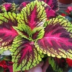 i-coleus-1